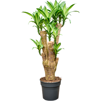 Dracena fragrans 'Massangeana' 4DRMSV105