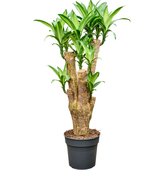 Dracena fragrans 'Massangeana' 4DRMSV105