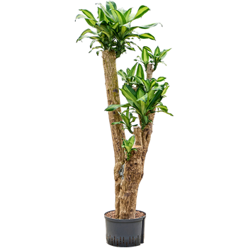 Dracena fragrans 'Massangeana' 1DRMSVT28