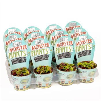 Vleesetende plants Little Monster Plants Dionaea LOS 10cm 8.5cm Q3923