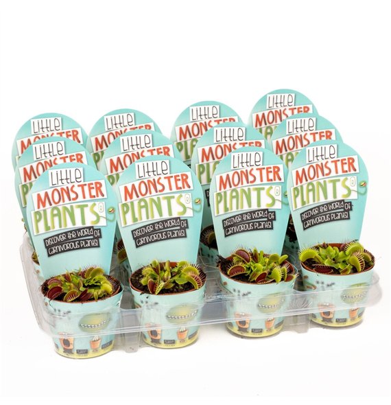 Vleesetende plants Little Monster Plants Dionaea LOS 10cm 8.5cm Q3923