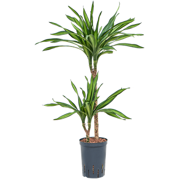 Dracena fragrans 'Riki' 1DRRI2S12