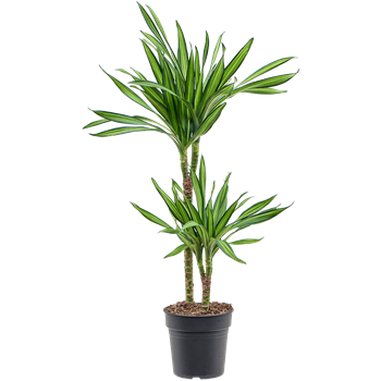 Dracena fragrans 'Riki' 4DRRI2S19