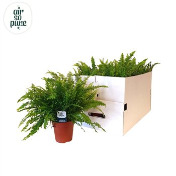 Nephrolepis exaltata green lady 35cm 35cm 12cm Q3944