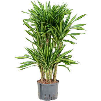 Dracena fragrans 'Riki' 1DRRICA18