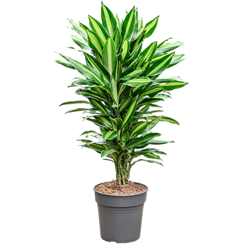 Dracena fragrans 'Silindo' 4DRSIVT24