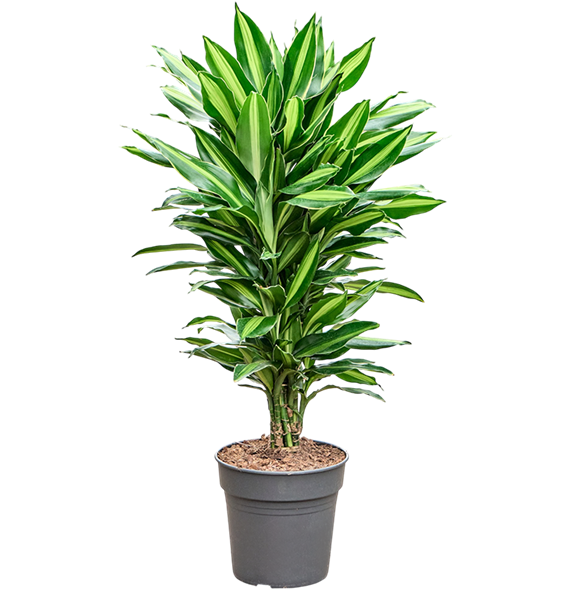 Dracena fragrans 'Silindo' 4DRSIVT24