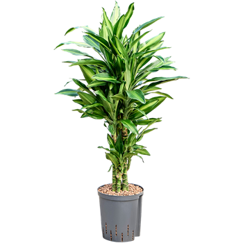 Dracena fragrans 'Silindo' 1DRSIVT16