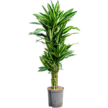 Dracena fragrans 'Silindo' 1DRSIVT18