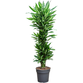Dracena fragrans 'Silindo' 4DRSIVT30