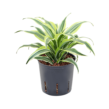 Dracena fragrans 'Surprise' 2DRSUKO13