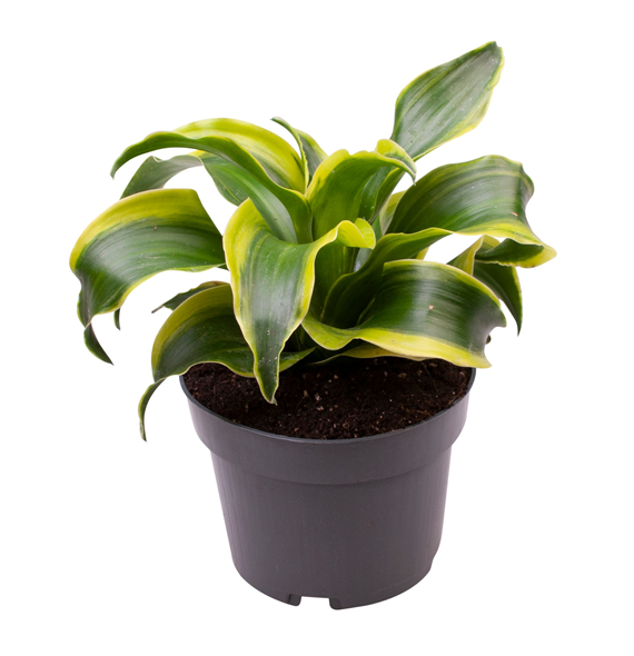 Dracena fragrans 'Tornado' 6/tray F00000976