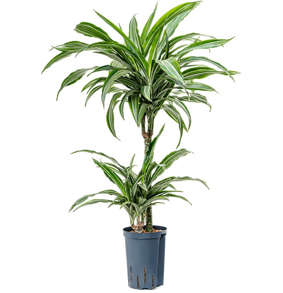 Dracena fragrans 'Ulises' 1DRUL2S07