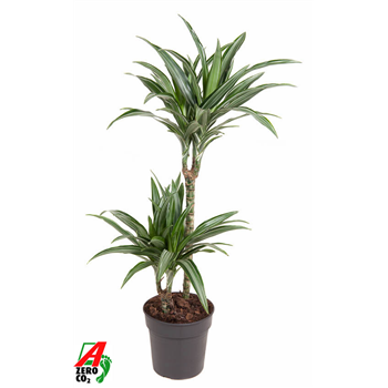 Dracena fragrans 'Ulises' F00002758