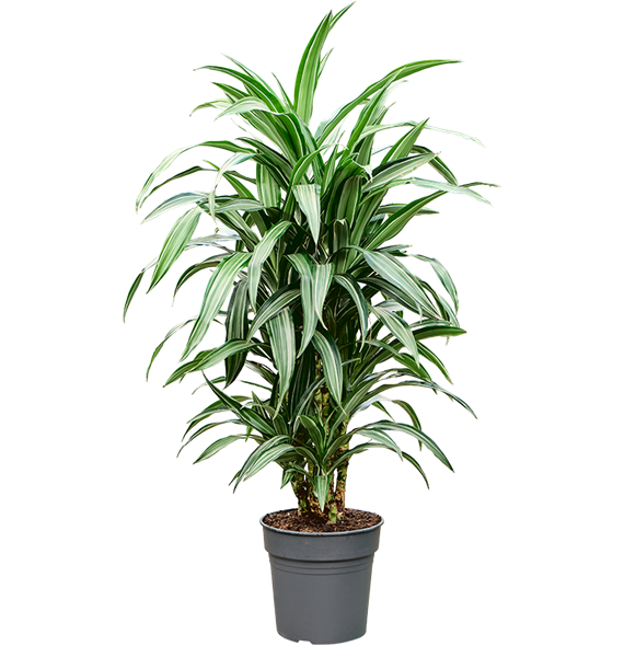Dracena fragrans 'Ulises' 4DRULVT10
