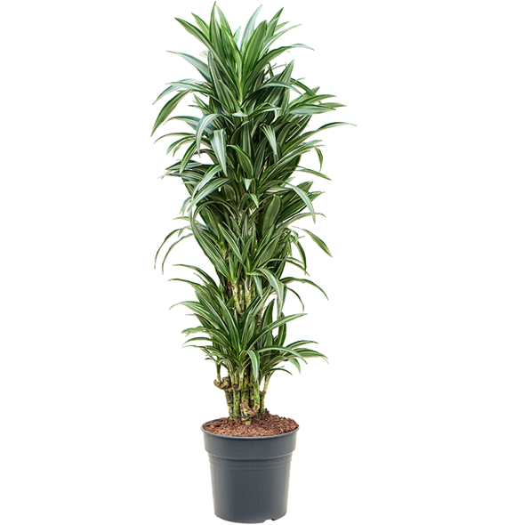 Dracena fragrans 'Ulises' 4DRULVT99