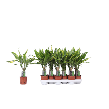 Dracena fragrans Golden Coast F00005312
