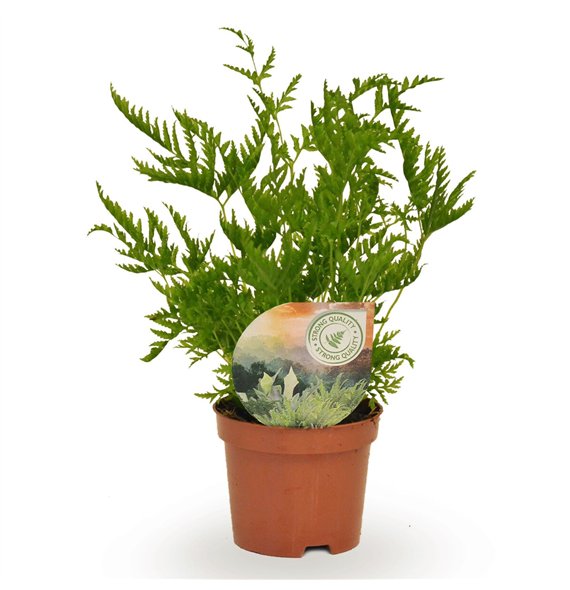 Pteris straminea 15cm 9cm Q5056