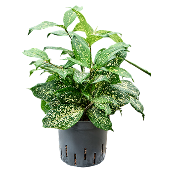 Dracena godseffiana 'Florida beauty' 2DRGOBP20