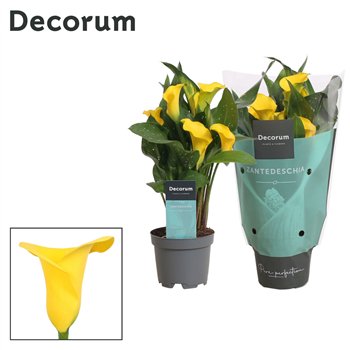 Kala gold crown (Calla) Geel (Decorum)fl 30cm 10.5cm Q5078