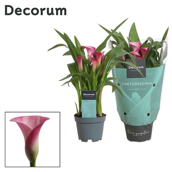 Kala garnet glow (Calla) Roze (Decorum)fl 30cm 10.5cm Q5081