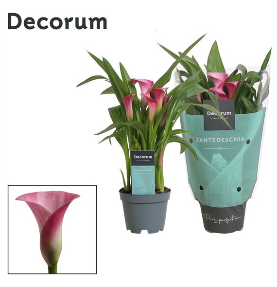 Kala garnet glow (Calla) Roze (Decorum)fl 30cm 10.5cm Q5081