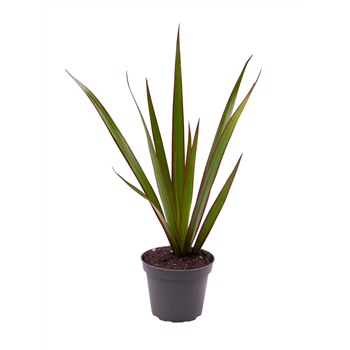 Dracena marginata F00000990