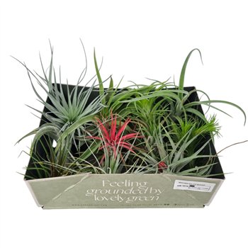 Tillandsia mix x12 exclusif1 fl 13cm 8cm Q5201