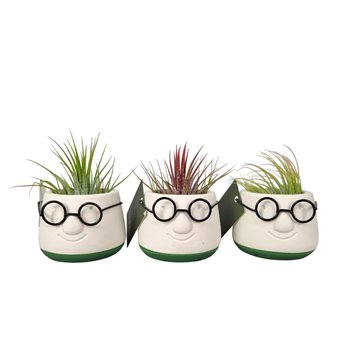 Tillandsia arrangement mini dude1 pp 10cm 6cm Q5213