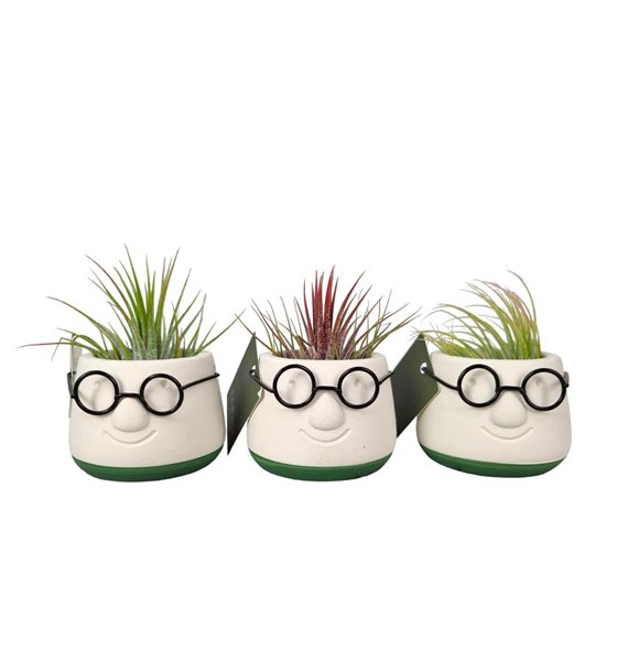 Tillandsia arrangement mini dude1 pp 10cm 6cm Q5213