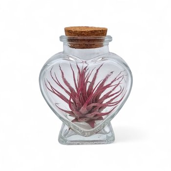 Tillandsia arrangement heart bottle small 1 pp 15cm 4cm Q5216