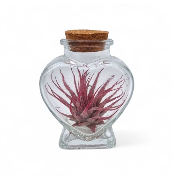Tillandsia arrangement heart bottle small 1 pp 15cm 4cm Q5216