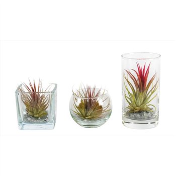 Tillandsia arrangement glas BVL mix 1 pp 15cm 6cm Q5222