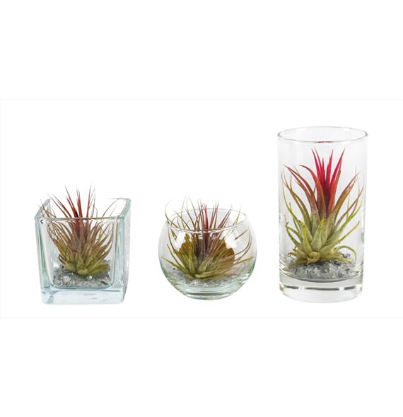 Tillandsia arrangement glas BVL mix 1 pp 15cm 6cm Q5222
