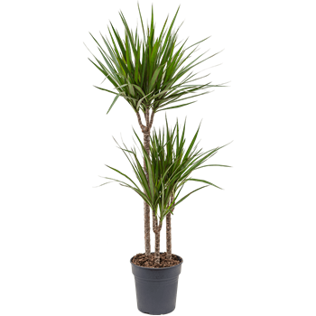 Dracena marginata 4DRMR3S10
