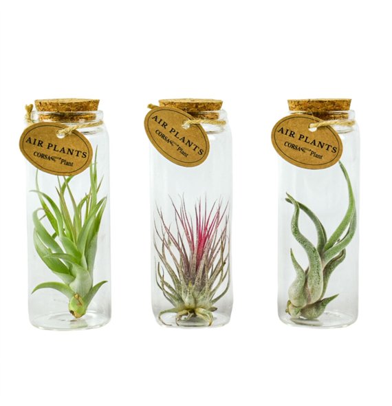 Tillandsia arrangement tillandsia glas cork buisje medium1 pp 20cm 5cm Q5227