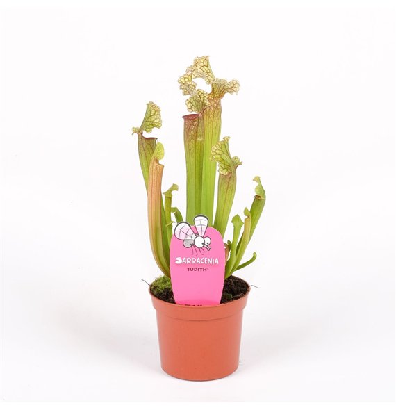 Sarracenia Judith 20cm 8.5cm Q5388