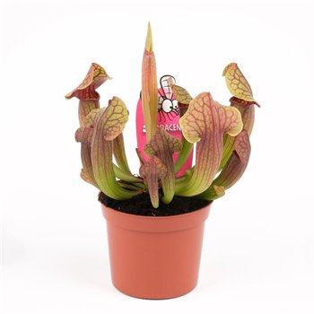 Sarracenia Tess 15cm 8.5cm Q5389