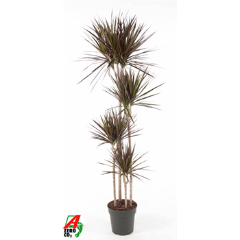Dracena marginata 'Magenta' F00002404