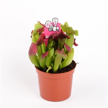 Sarracenia maroon 15cm 8.5cm Q5390