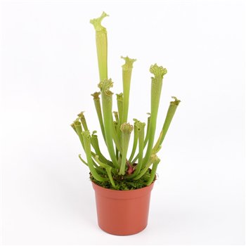 Sarracenia farnhamii 20cm 8.5cm Q5391