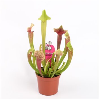 Sarracenia Smoorii 20cm 8.5cm Q5392