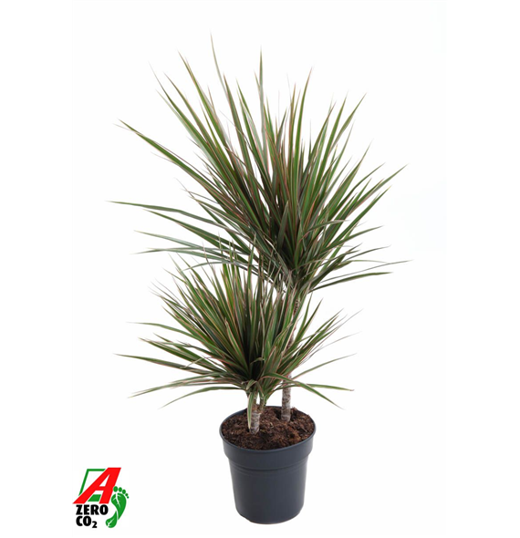 Dracena marginata Bicolor F00005024