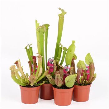 Sarracenia mix 30cm 8.5cm Q5394