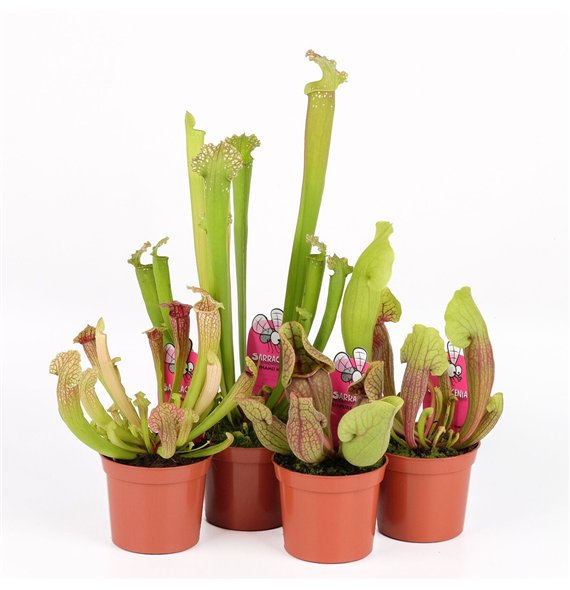 Sarracenia mix 30cm 8.5cm Q5394
