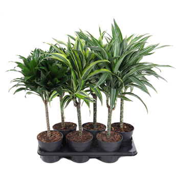 Dracena mix F00002750