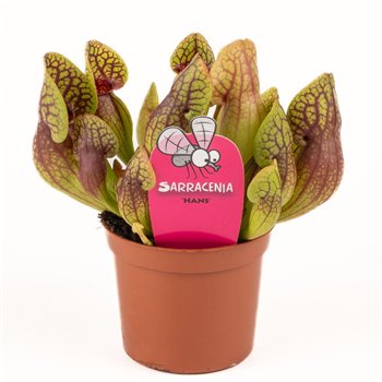 Sarracenia Hans 15cm 8.5cm Q5395