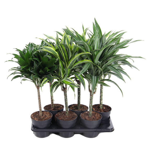 Dracena mix F00002750