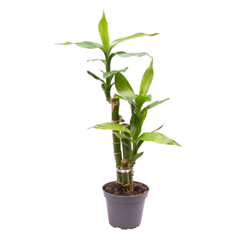Dracena sanderiana Lucky Bamboo F00000992