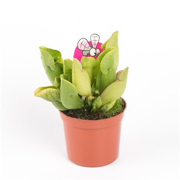 Sarracenia purpurea venosa 15cm 8.5cm Q5397